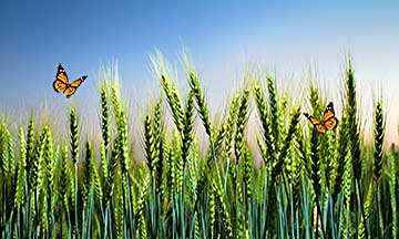 crops